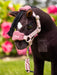 LeMieux Toy Pony Vogue Headcollar - VARIOUS COLOURS - Vision Saddlery