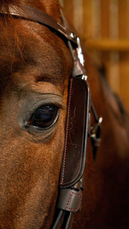 Dy'on Focus Cheek Pieces Blinkers in brown, showing full cheekpiece with metal mounts and detailed leather craftsmanship.