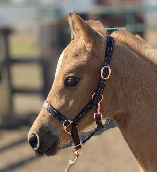 Sage Family Rose Gold Leather Foal Halter - Vision Saddlery
