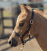Sage Family Rose Gold Leather Foal Halter - Vision Saddlery