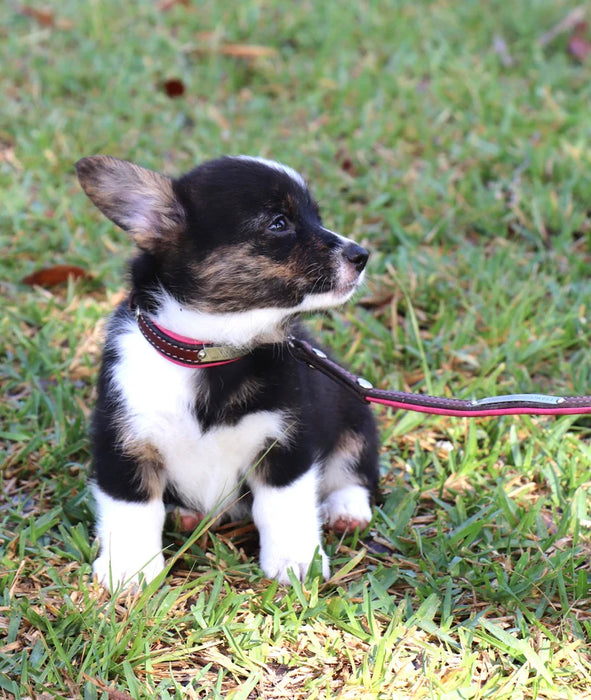 Custom Engraved Padded Leather Leash