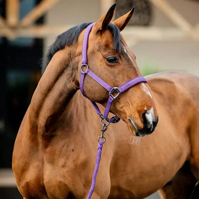 Amigo Headcollar & Leadrope - Various Colours