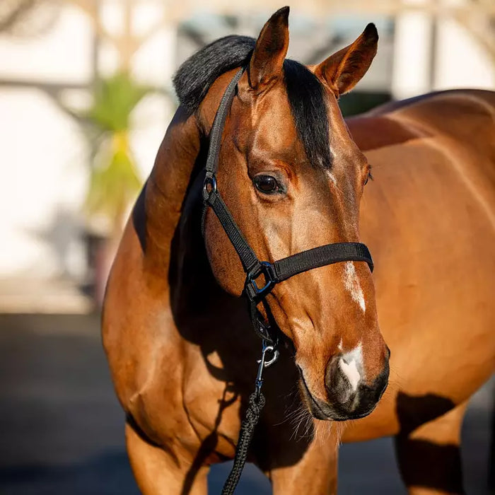 Amigo Headcollar & Leadrope - Various Colours