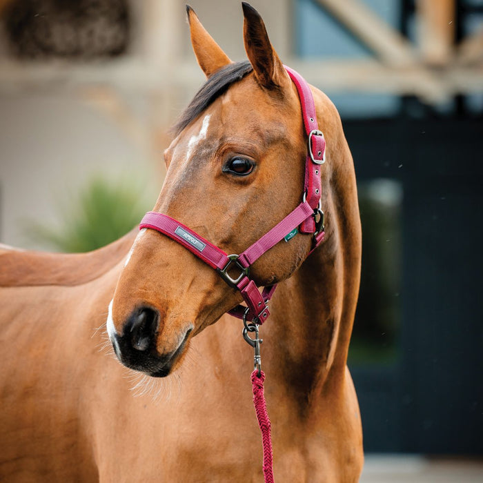 Amigo Headcollar & Leadrope - Various Colours