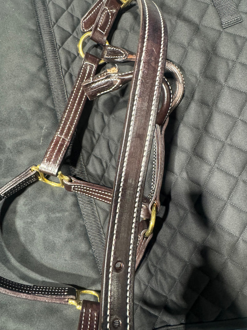 Licol britannique Walsh