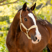 LeMieux Versailles Headcollar - VARIOUS COLOURS - Vision Saddlery