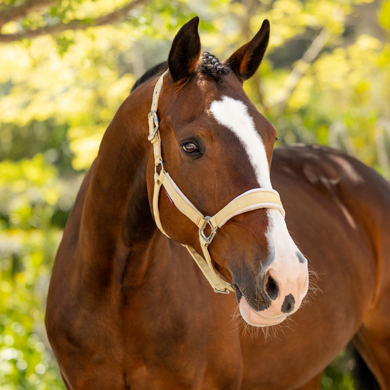 LeMieux Versailles Headcollar - VARIOUS COLOURS - Vision Saddlery