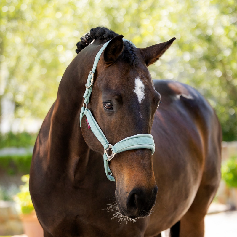 LeMieux Versailles Headcollar - VARIOUS COLOURS - Vision Saddlery
