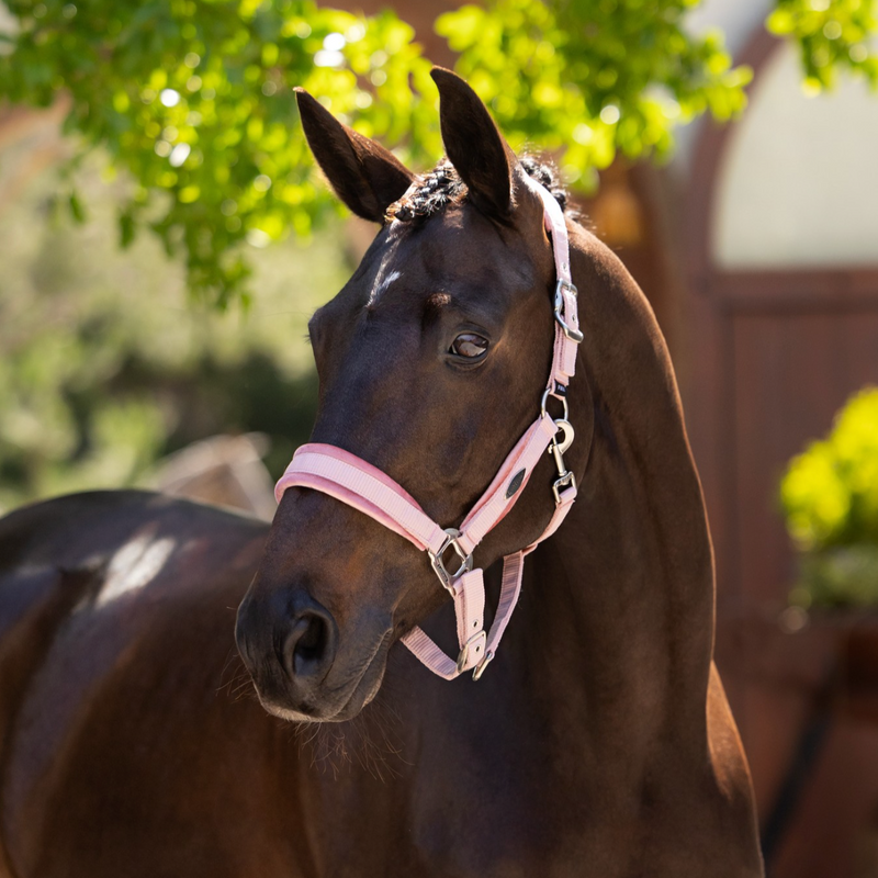 LeMieux Versailles Headcollar - VARIOUS COLOURS - Vision Saddlery