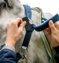 Horseware Field Safe Headcollar - 2 Colours - Vision Saddlery