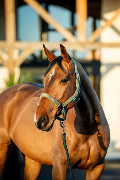 Amigo Headcollar & Leadrope - Various Colours