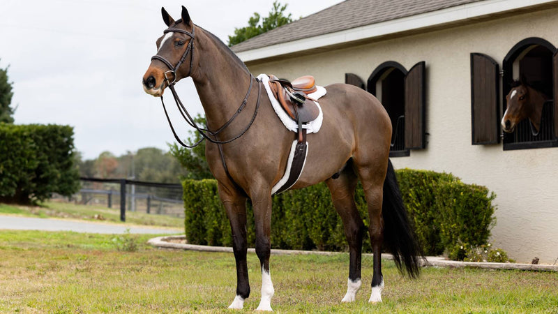 Lemieux Merino+ Hunter Saddle Pad - WHITE - Vision Saddlery