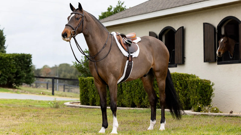 Lemieux Merino+ Hunter Saddle Pad White