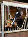 Lemieux Horse Toy - Gingerbread - Vision Saddlery