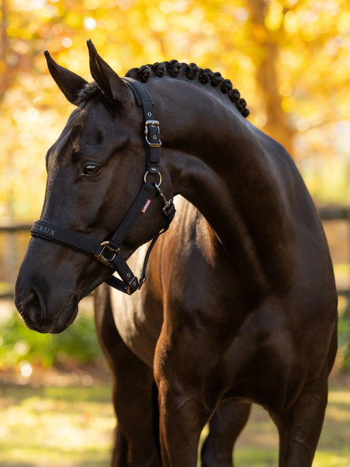 LeMieux Essence Halter-BLACK - Vision Saddlery