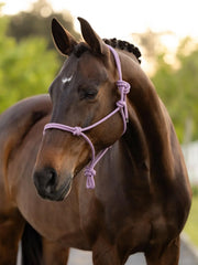 Lemieux Rope Halter - 2 Colours - Vision Saddlery