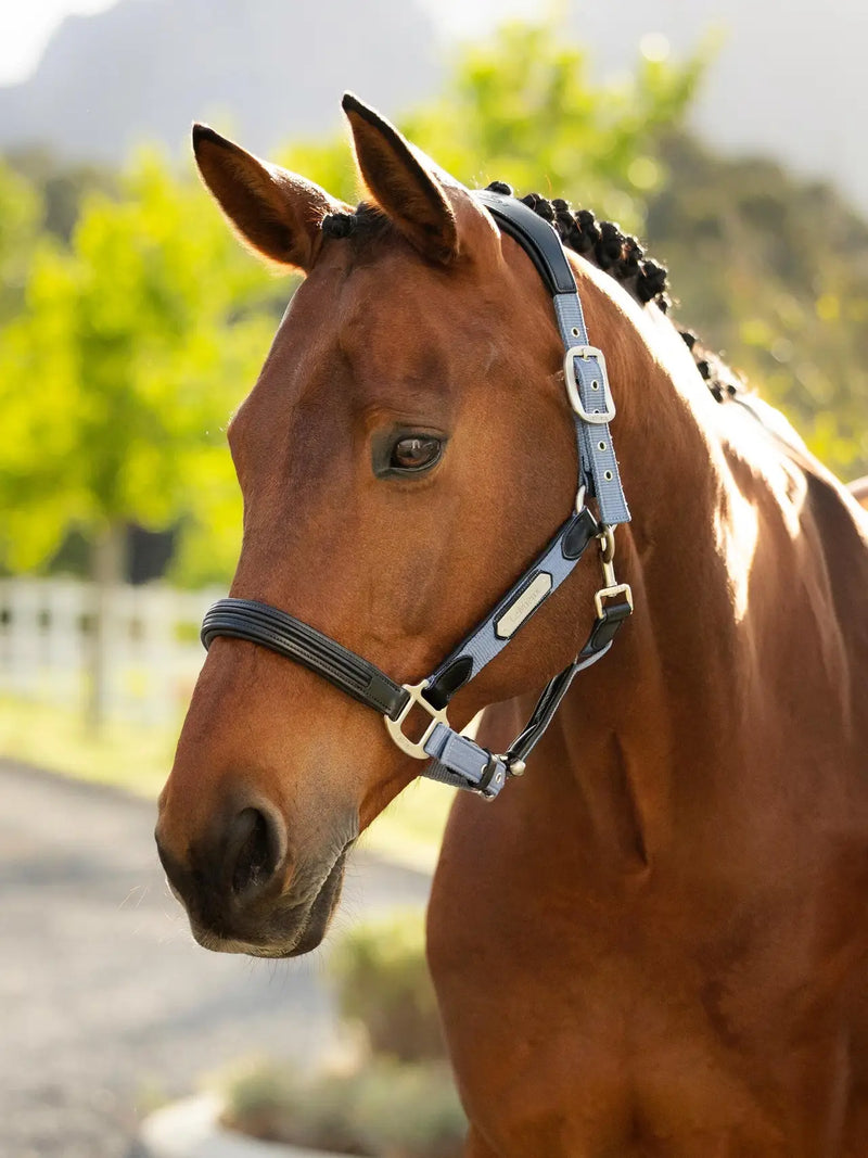 *CLEARANCE* LeMieux Capella Headcollar Powder Blue