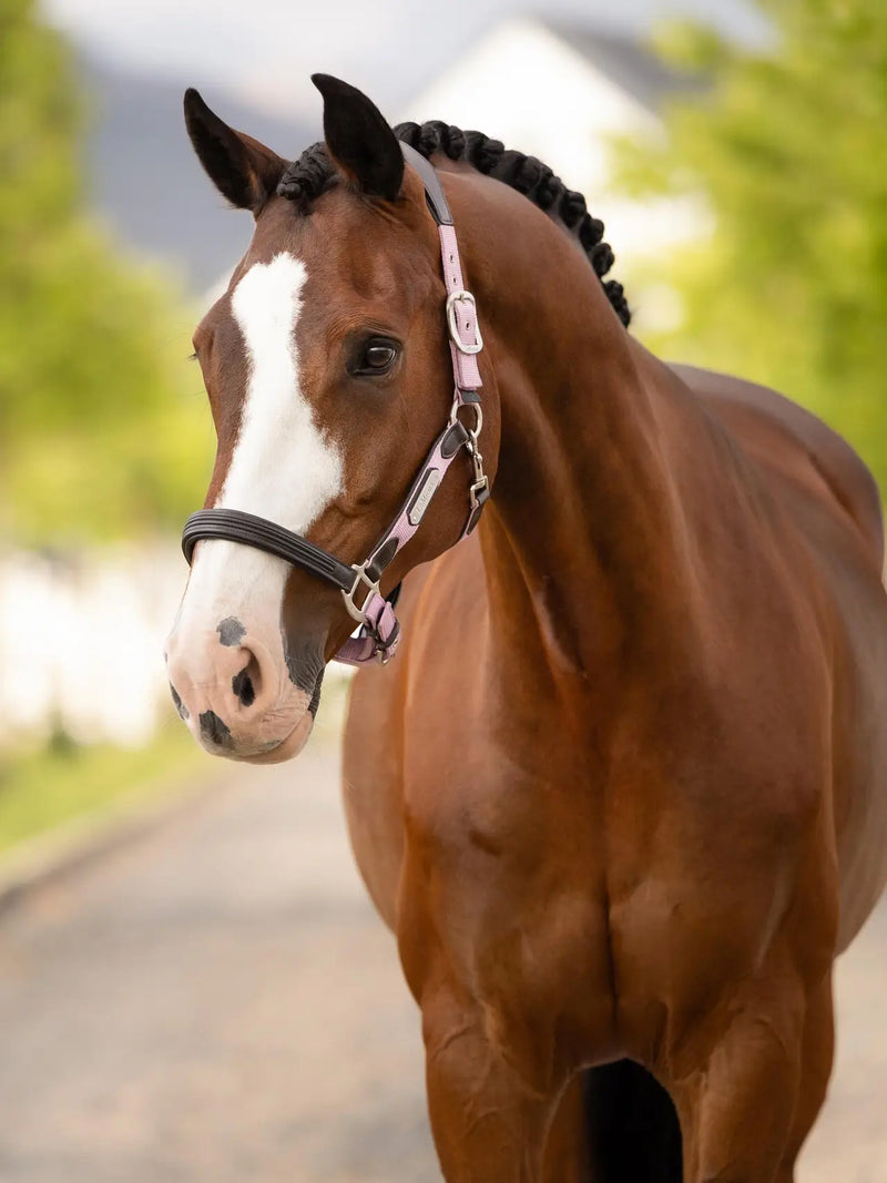 *CLEARANCE* LeMieux Capella Headcollar Fondant