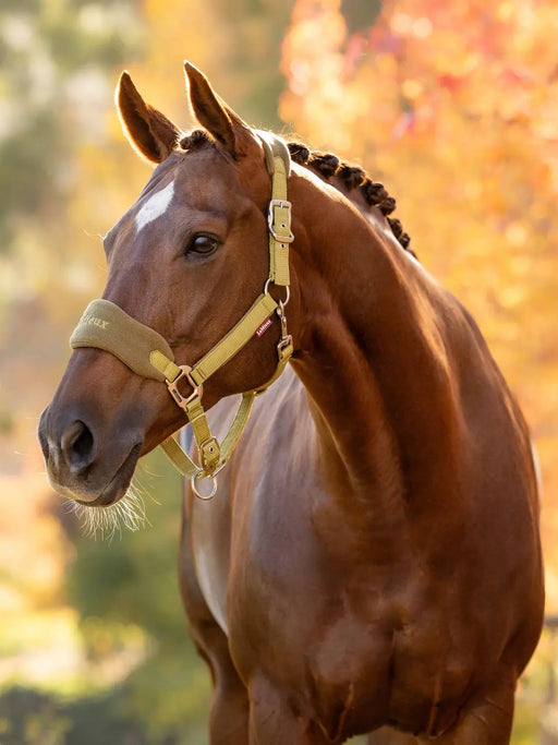 LeMieux Vogue headcollar and leadrope in Gooseberry color, made by Vision Saddlery, shown in a lifestyle setting.