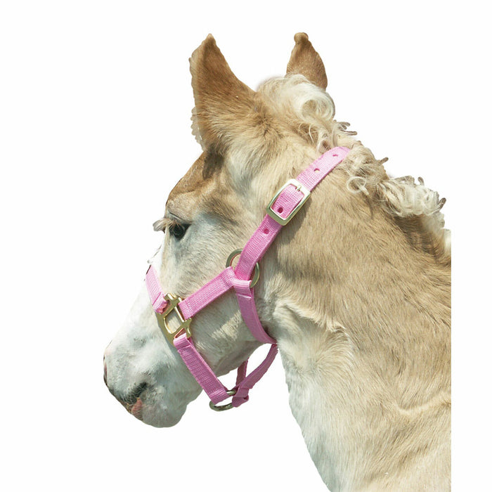 Nylon Foal Halter - 2 Colours - Vision Saddlery