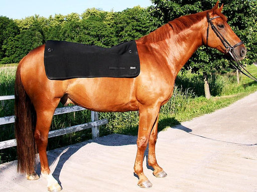 Images de Cheval Dos - Téléchargement gratuit sur eepik Images de Cheval Dos - Téléchargement gratuit sur eepik
