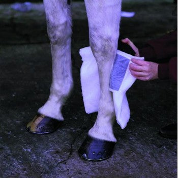 Animalintex Poultice Pad - Vision Saddlery