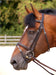 Dy'on Working Collection Flash Noseband Bridle - Vision Saddlery
