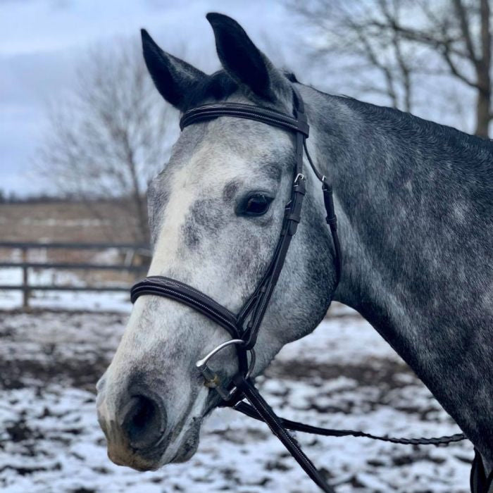 Brighton Fancy Stitched Square Raised Padded Bridle - Vision Saddlery