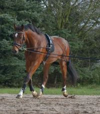 Waldhausen Lunging System - Vision Saddlery