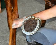 Absorbine Magic Cushion Hoof Packing - 2 sizes - Vision Saddlery